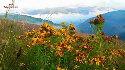 Bulancak Aydındere Köyü Resimleri 2