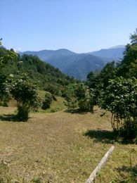 Bulancak Kovanlık Köyü Resimleri 8