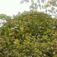 Bulancak Ahmetli Köyü Resimleri 11