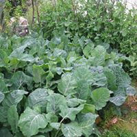 Bulancak Ahmetli Köyü Resimleri 6