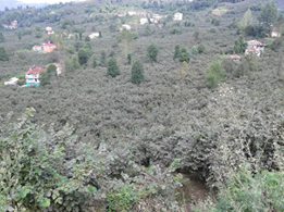 Bulancak Ahmetli Köyü Resimleri 8