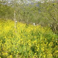 Bulancak Arifli Köyü Resimleri 4