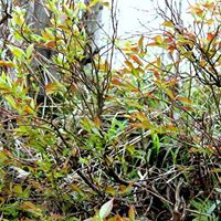 Bulancak Burunucu Köyü Resimleri 2