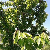 Bulancak Burunucu Köyü Resimleri 7