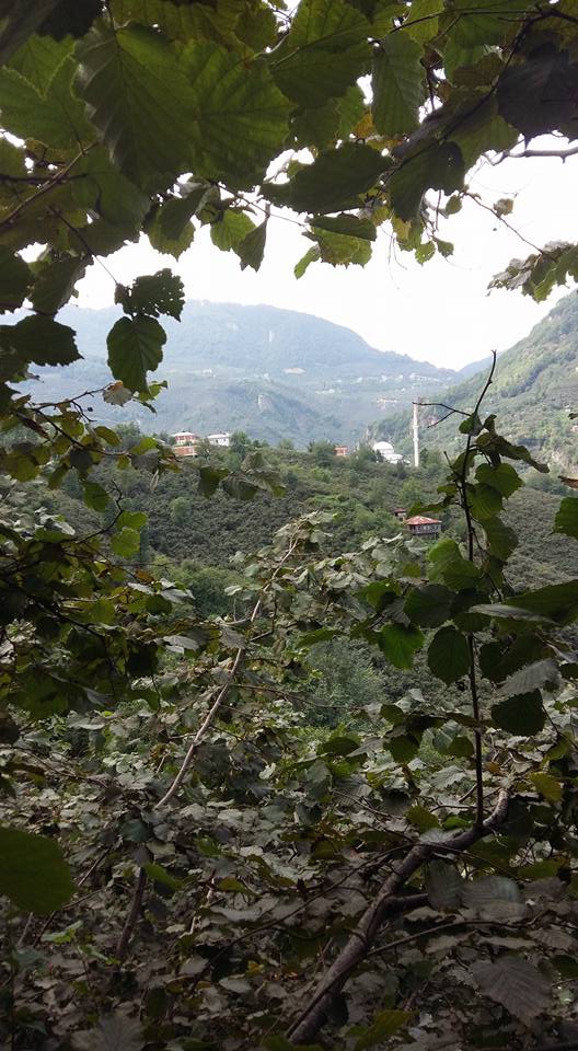 Bulancak Cindi Köyü Resimleri 12