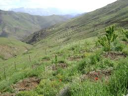 Savaştepe Ardıçlı Köyü Resimleri 5