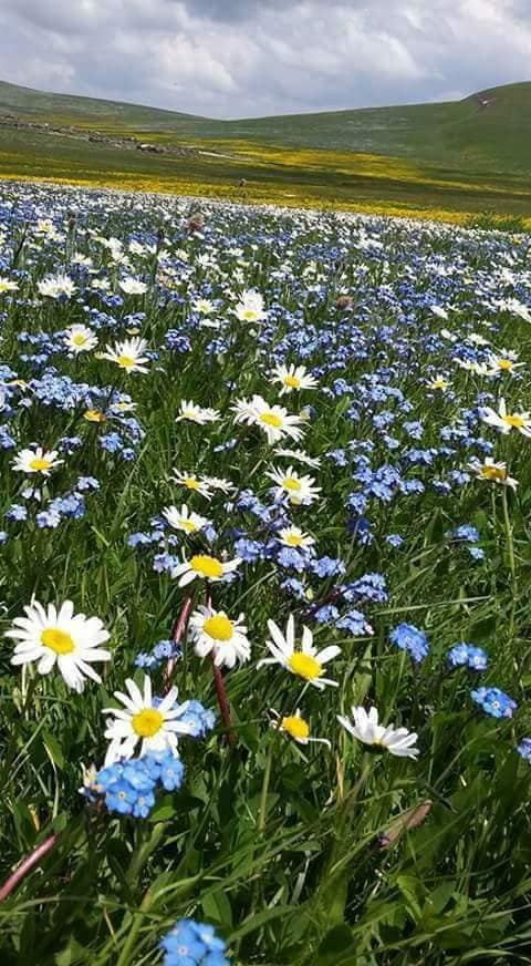 Hanak Sevimli Köyü Resimleri 6