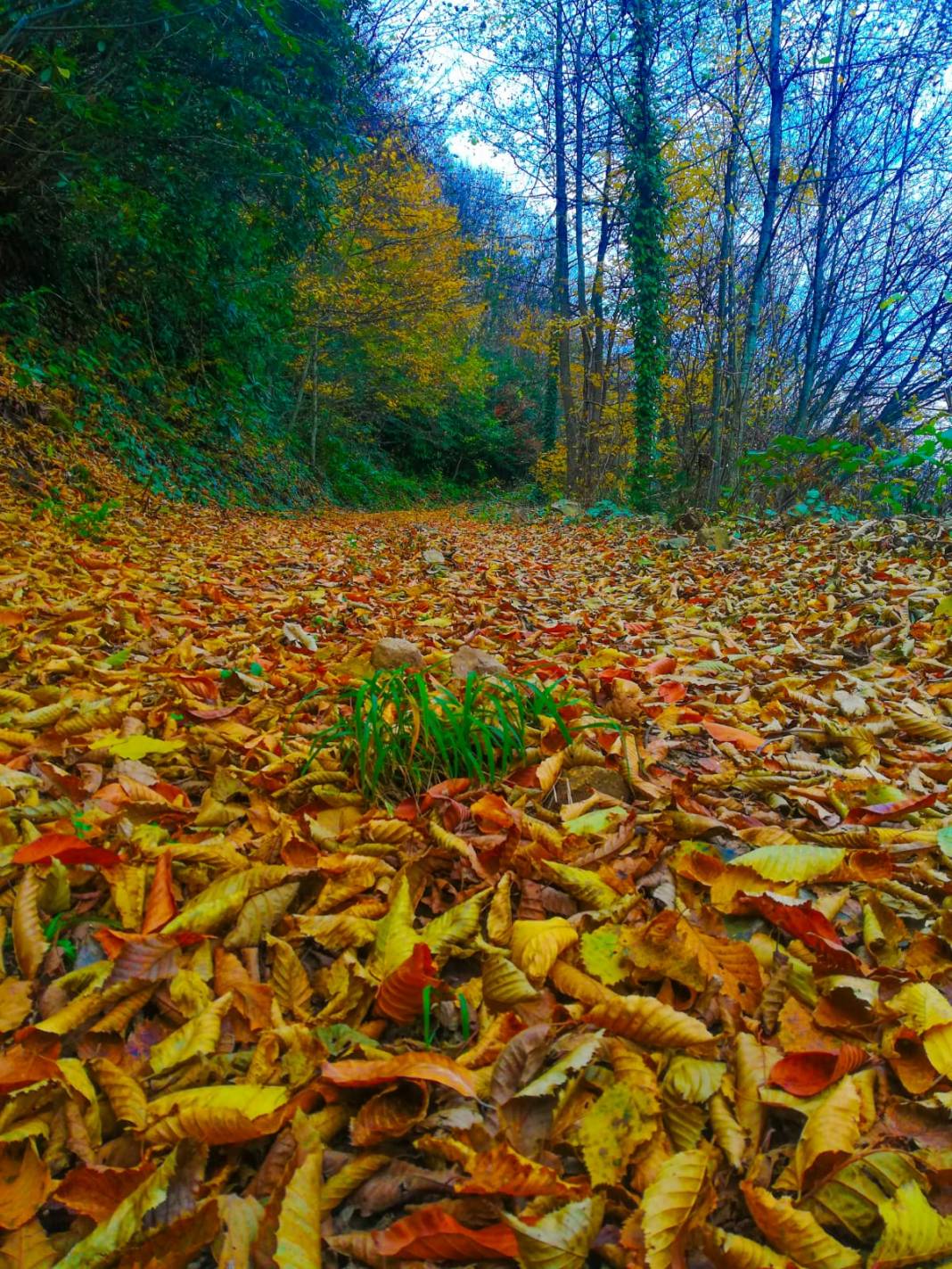 Bulancak Ezeltere Köyü Resimleri 10