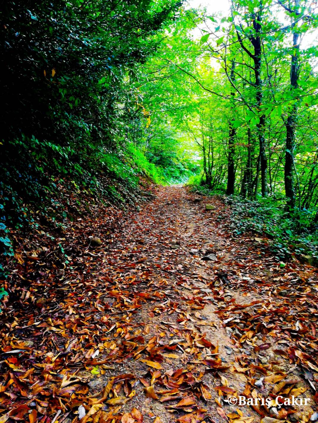 Bulancak Ezeltere Köyü Resimleri 17