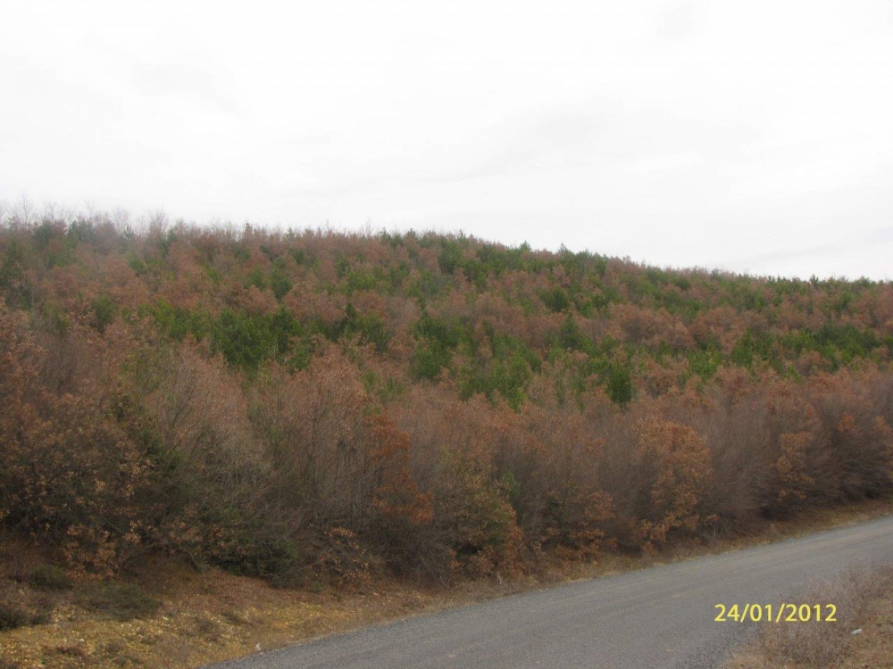 Savaştepe Söğütlügözle Köyü Resimleri 2