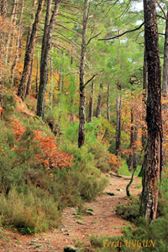 Biga Akkayrak Köyü Resimleri 1