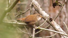 Biga Akkayrak Köyü Resimleri 7