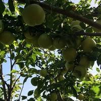 Biga Akköprü Köyü Resimleri 2