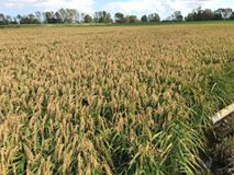 Biga Akköprü Köyü Resimleri 3