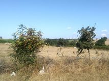 Biga Akpınar Köyü resimleri 4