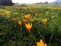 Biga Arabaalan Köyöü Resimleri 4