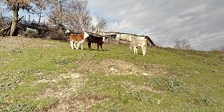 Biga Arabaalan Köyöü Resimleri 5