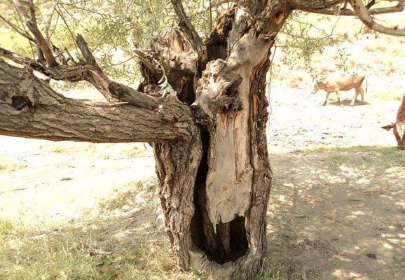 Çorum Sungurlu Cevheri Köyü Resimleri 17