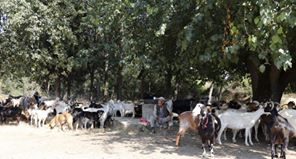 Biga Ayıtdere Köyü  Resimleri 3