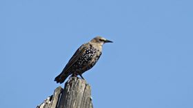 Biga  Aziziye Köyü Resimleri 1