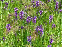 Biga  Aziziye Köyü Resimleri 2