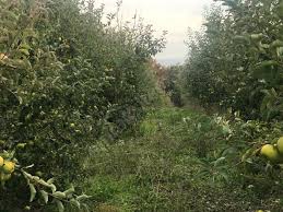 Biga  Bakacak Köyü Resimleri 2