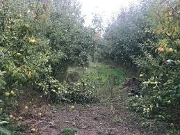 Biga  Bakacak Köyü Resimleri 6