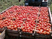 Biga Bozlar  Köyü Resimleri 2