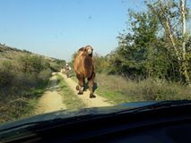 Biga Cihadiye Köyü Resimleri 1