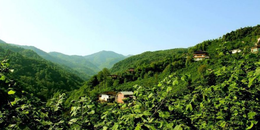 Araklı Bereketli Köyü Resimleri