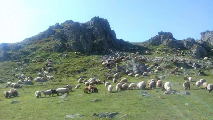 Omal Yaylası Resimleri 2
