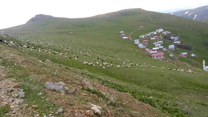 Omal Yaylası Resimleri 5