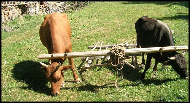 Artvin Zeytinlik Köyü Resimleri 27