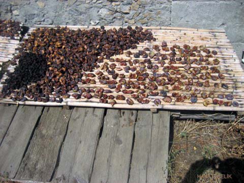 Artvin Zeytinlik Köyü Resimleri 8