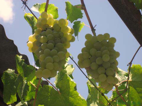 Artvin Zeytinlik Köyü Resimleri 9