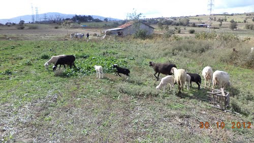 Susurluk Ümiteli Köyü Resimleri 3