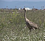 Biga Çeşmealtı Köyü Resimleri 1