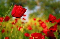 Biga Dereköy Köyü Resimleri 3