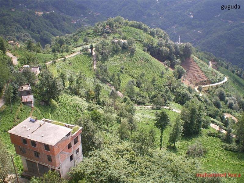 Araklı Halilli Köyü Resimleri 11