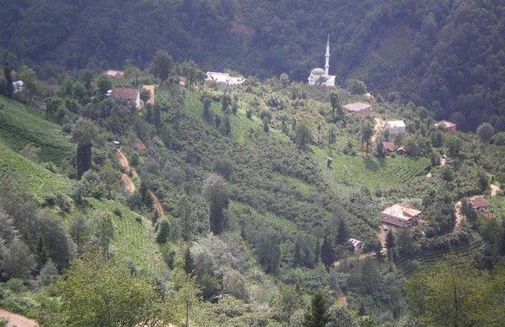Araklı Halilli Köyü Resimleri 8