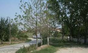 Biga Eğridere Köyü Resimleri 4