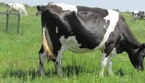 Biga Eğridere Köyü Resimleri 5