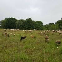 Biga Gürçeşme Köyü Resimleri 4