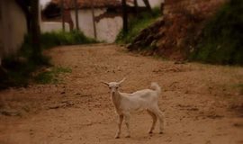 Biga Gürgendere  Köyü Resimleri 4