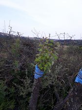 Biga Gürgendere  Köyü Resimleri 8