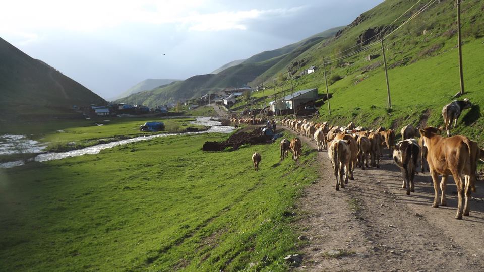 Posof Derindere Köyü Resimleri 10