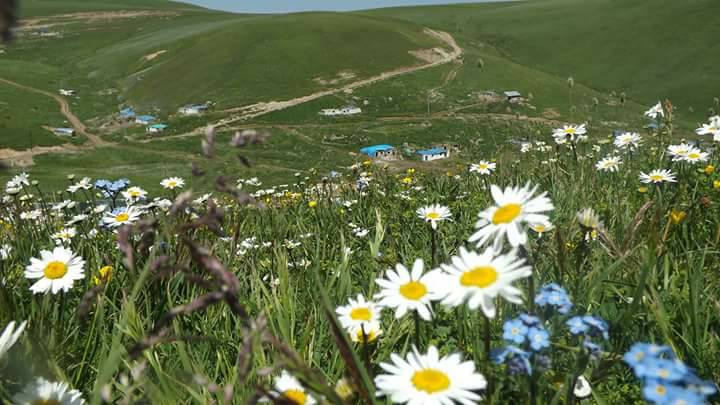 Posof Derindere Köyü Resimleri 7