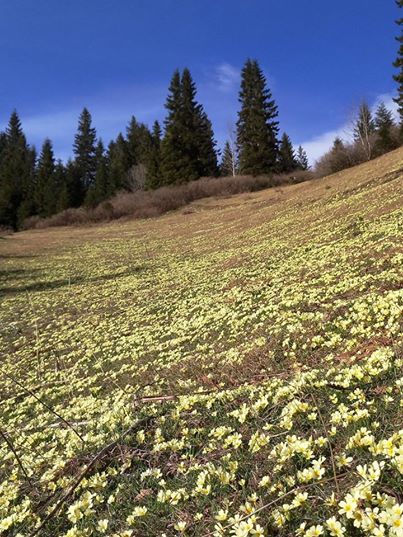 Bulancak Tokmaden Köyü Resimleri 5