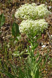 Biga  Havdan Köyü Resimleri 10