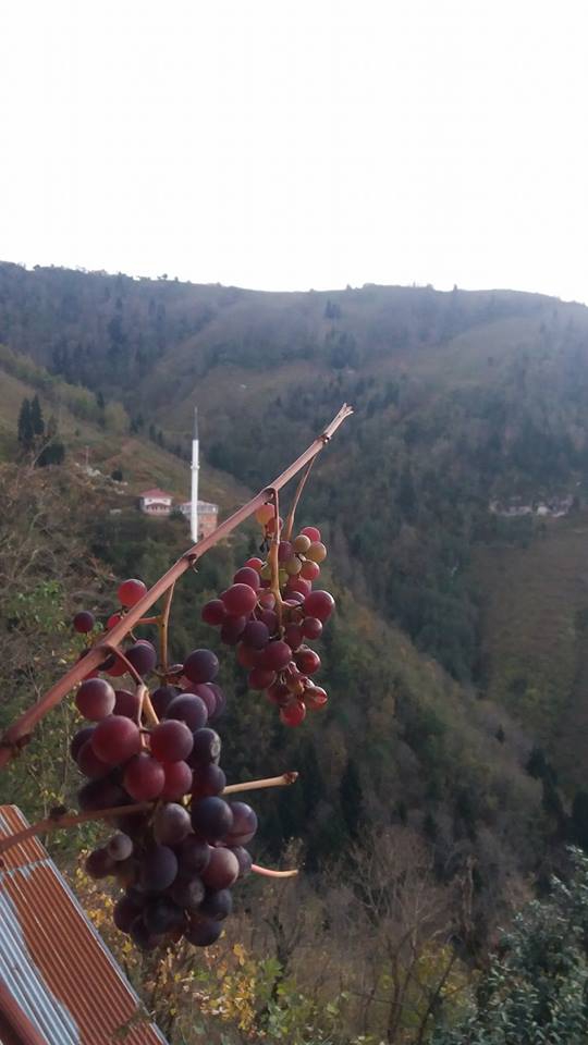 Araklı Karatepe Köyü Resimleri 6